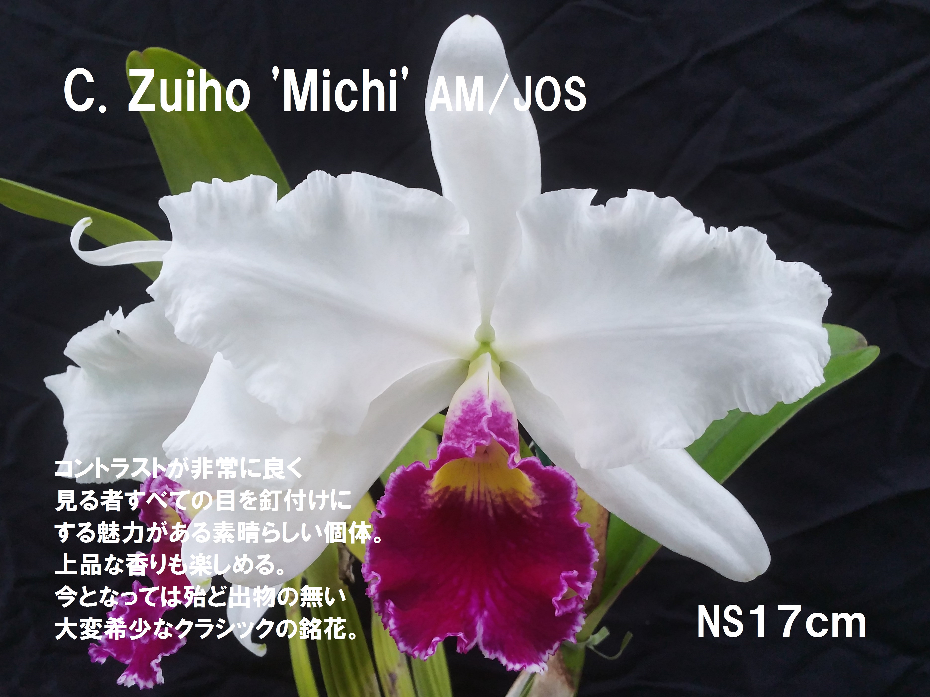 C Zuiho Michi Am Jos 細川洋蘭農園 新潟の胡蝶蘭と草花が並ぶ農園 公式ホームページ